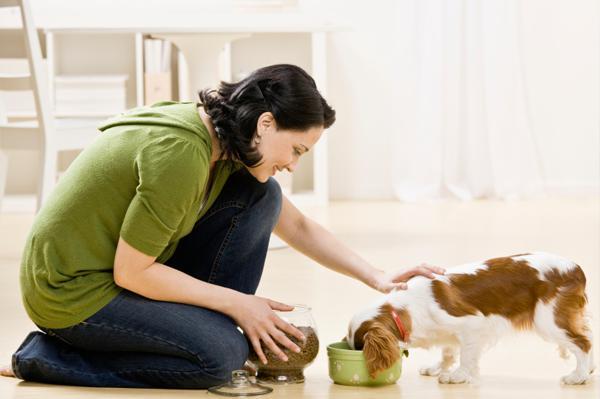 How Pet Care is a Very Challenging and Complex Task