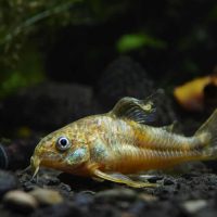 What Are the Best Freshwater Bottom Feeder Fish for Your Aquarium?