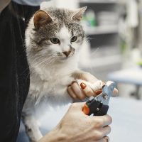 Purr-fect Relief: How CBD Oil for Cats Eases Anxiety, Pain, and Stress